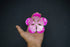 Pure Silver Pink Flower 22g